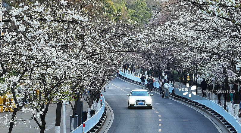 南京鸡鸣寺樱花图片素材