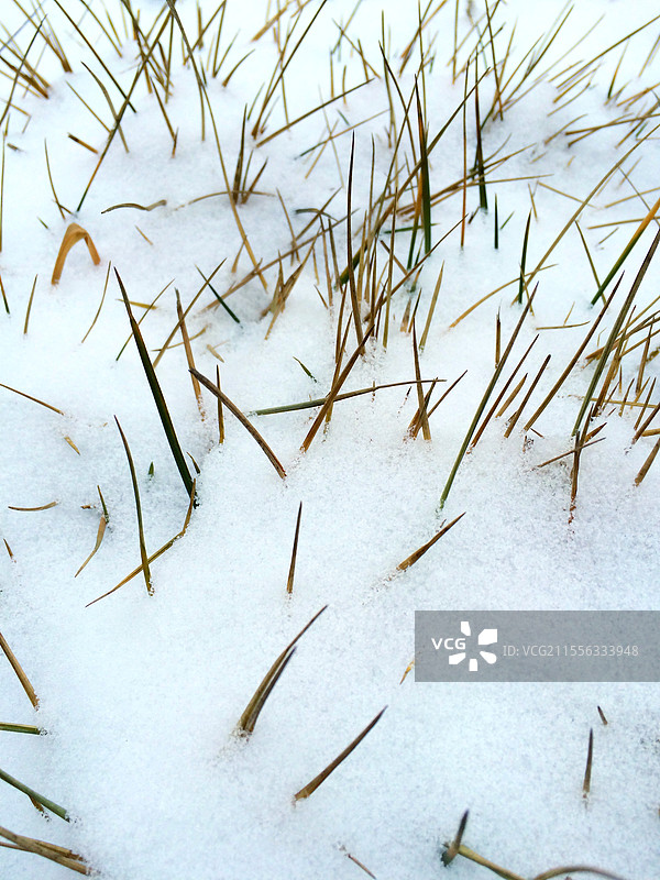 白雪覆盖草丛图片素材
