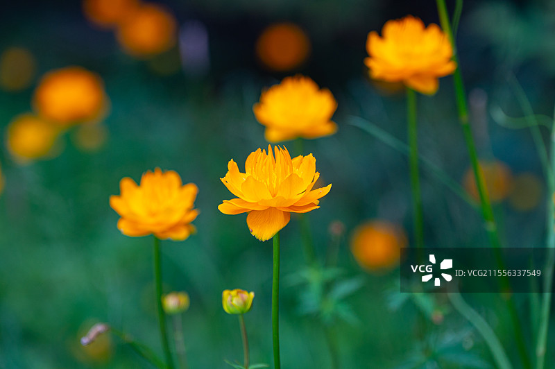 河北蔚县那座山重装徒步金莲花夏天秘境图片素材