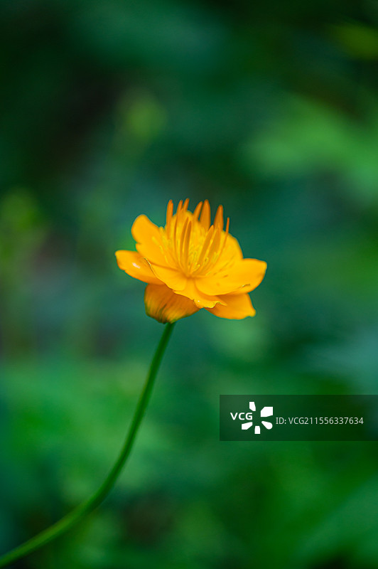 河北蔚县那座山重装徒步金莲花夏天秘境图片素材