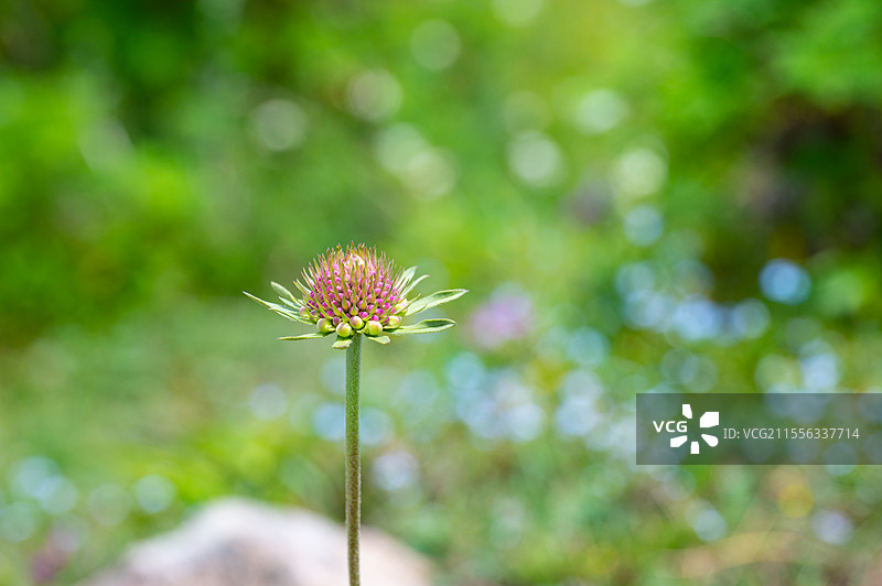 河北蔚县那座山重装徒步金莲花夏天秘境图片素材