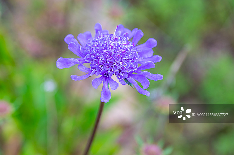 河北蔚县那座山重装徒步金莲花夏天秘境图片素材