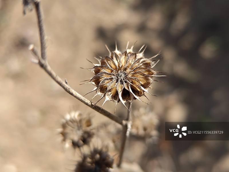 苘麻的果实图片素材