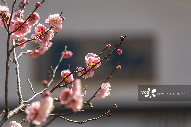 南京明孝陵梅花山景观图片素材