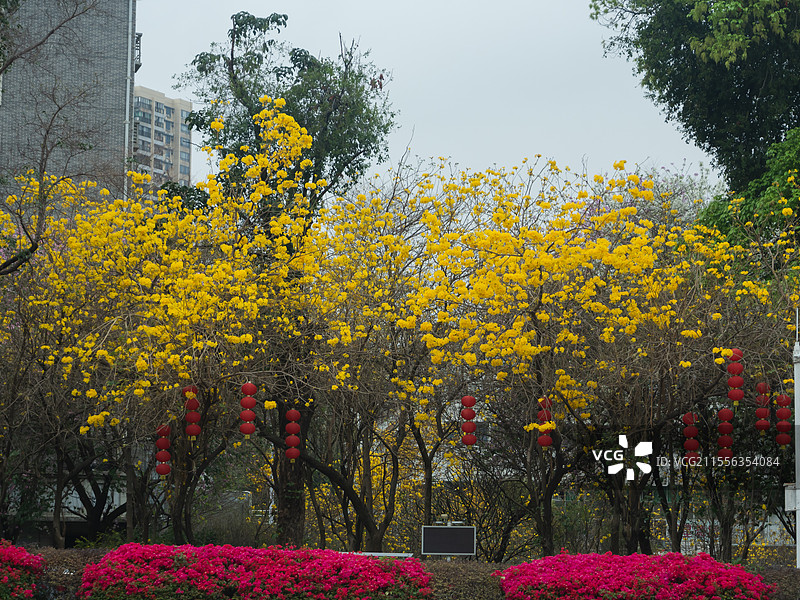 中国广东广州陈家祠广场（新建）黄花风铃木盛开。图片素材