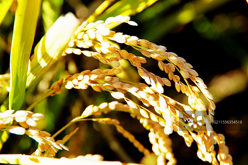 丰收了图片素材