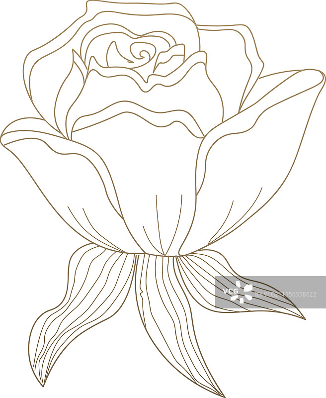 复古玫瑰花素描图片素材