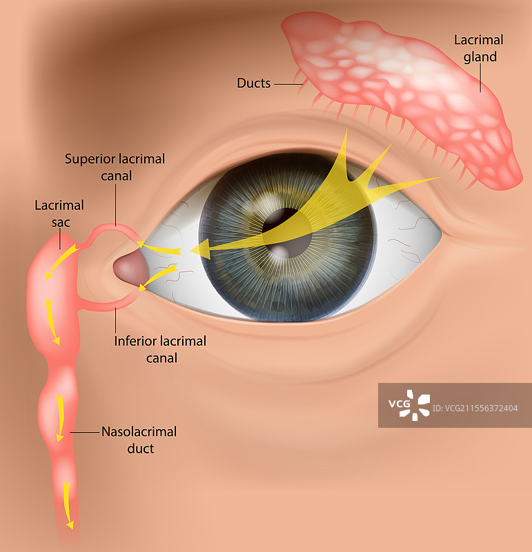 人类泪液排 drainage 系统解剖学 - 泪腺图片素材