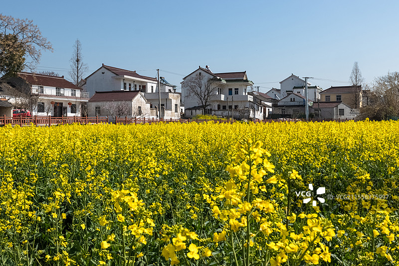 油菜花盛开的村庄图片素材