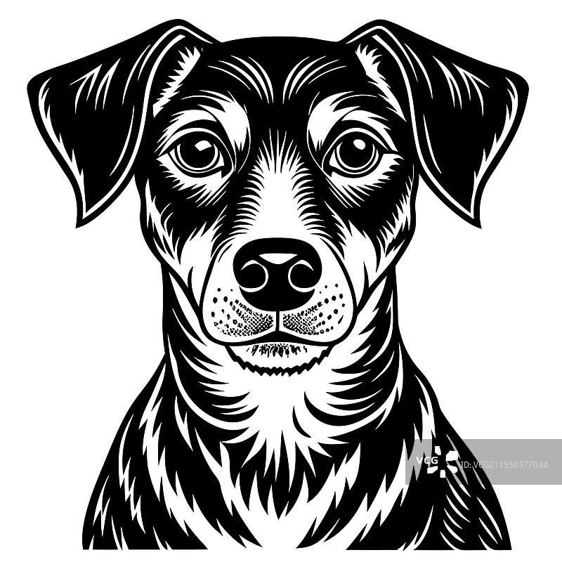 详细的黑白狗图片素材
