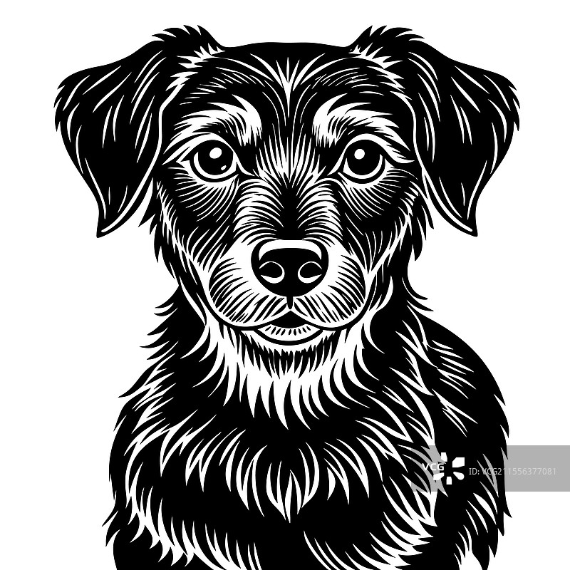 详细的黑白狗图片素材
