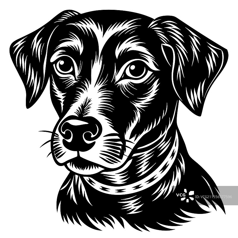详细的黑白狗图片素材