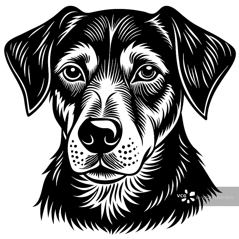 详细的黑白狗图片素材