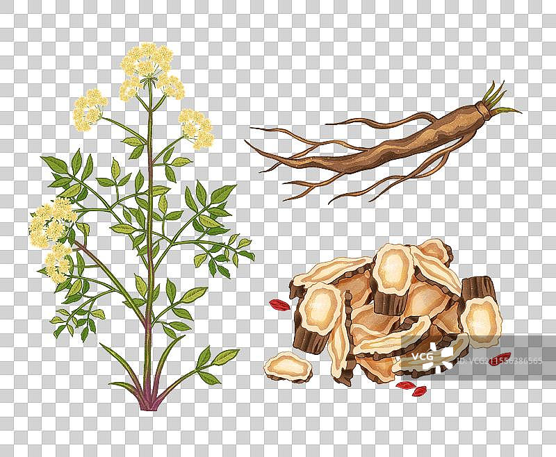 中国传统文化中医养生中草药药材医疗用品之独活图片素材