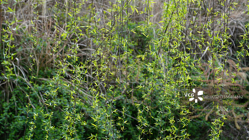 柳枝轻舞图片素材