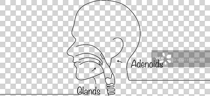 腺样体和扁桃体图片素材