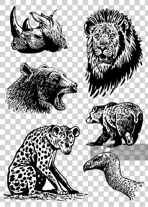 非洲动物的图形集合，孤立在白色背景上图片素材