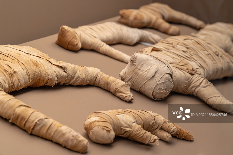 上海博物馆埃及展-猫木乃伊展示图片素材