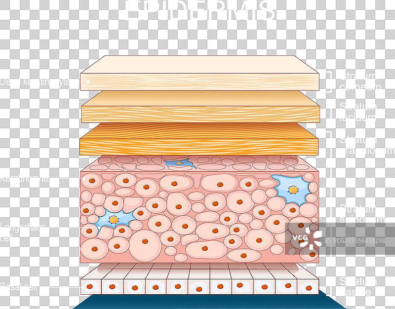 表皮解剖学皮肤结构图片素材