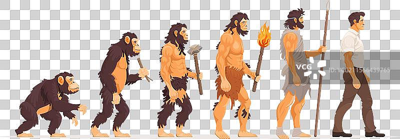 人类从猿类到现代人的进化发展图片素材