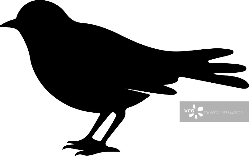 美洲知更鸟剪影图片素材