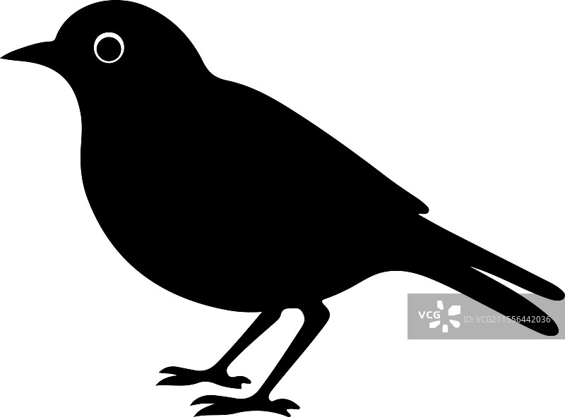 美洲知更鸟剪影图片素材