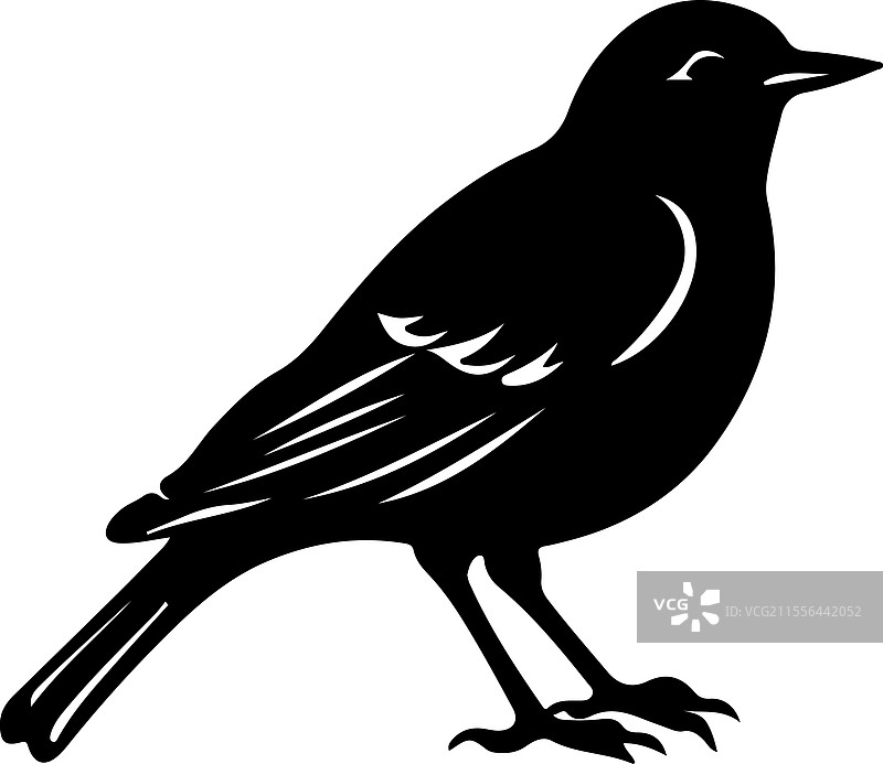 美洲知更鸟剪影图片素材