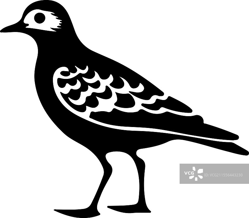 美洲金斑鸻的剪影图片素材