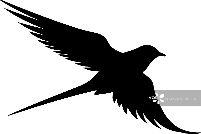 北极燕鸥剪影图片素材