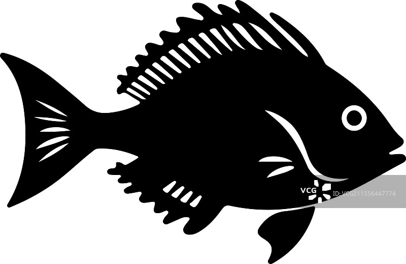 约翰多利鱼的轮廓图片素材