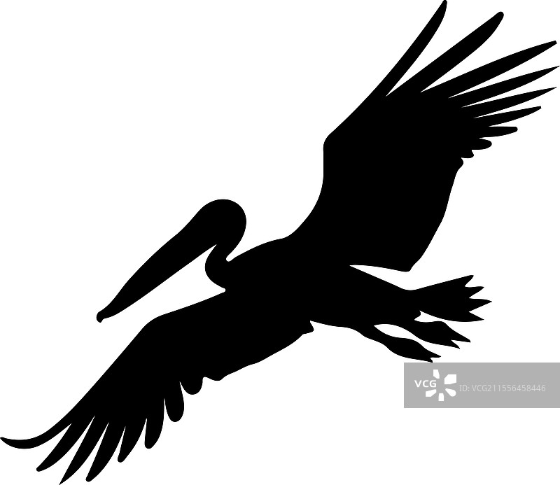 棕色鹈鹕的剪影图片素材