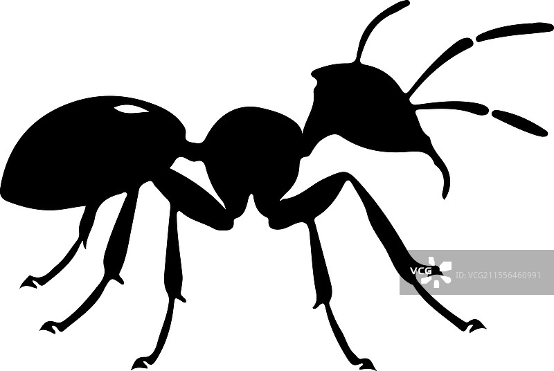 木匠蚁剪影图片素材