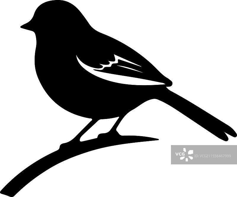 黑眼雀的剪影图片素材