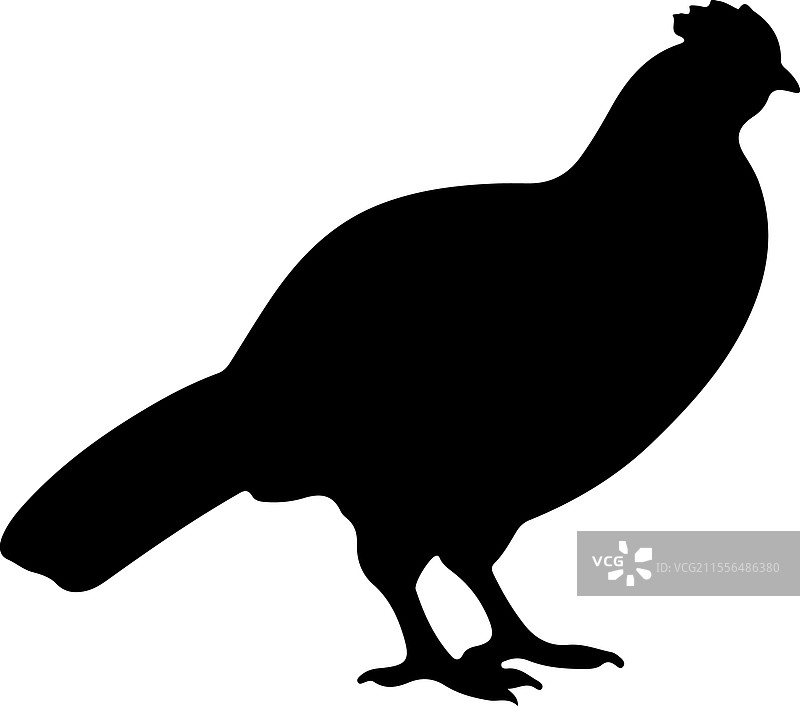 松鸡剪影图片素材