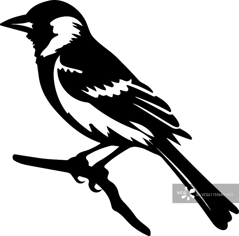 杰伊的剪影图片素材