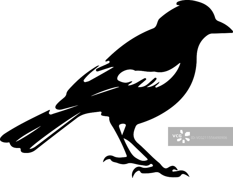 杰伊的剪影图片素材