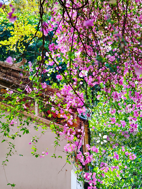 万条垂下图片素材