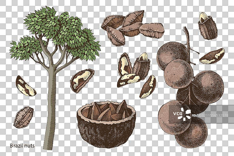 手绘巴西坚果套装图片素材