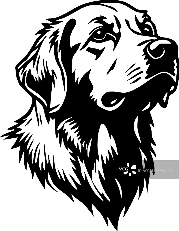 金毛寻回犬的头部宠物动物图片素材