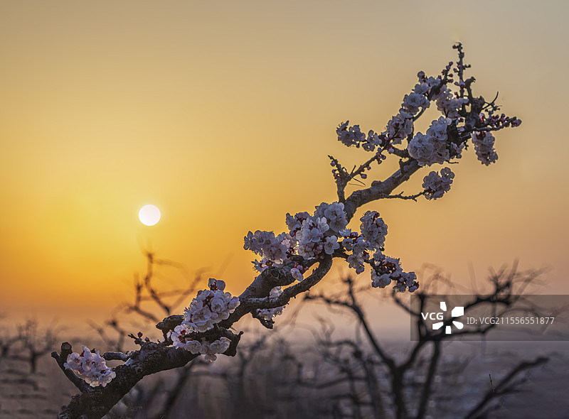 渭南富平县曹村镇杏花谷老杏树开花日出图片素材