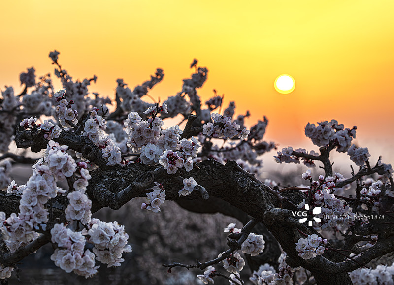 渭南富平县曹村镇杏花谷老杏树开花日出图片素材