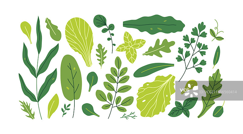 新鲜绿色叶菜图片素材