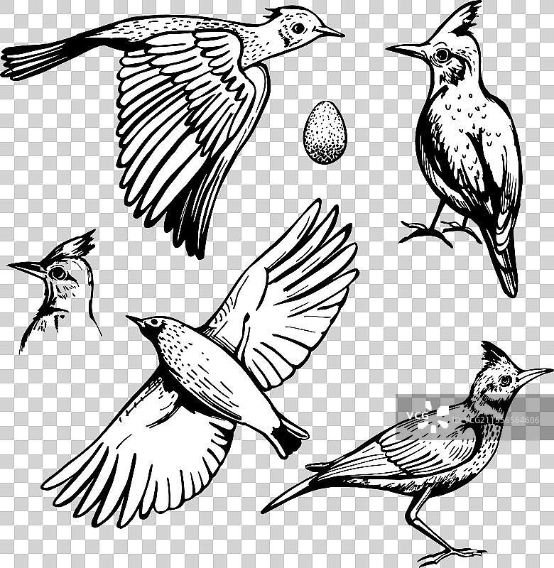 冠鹤草雀的素描图片素材