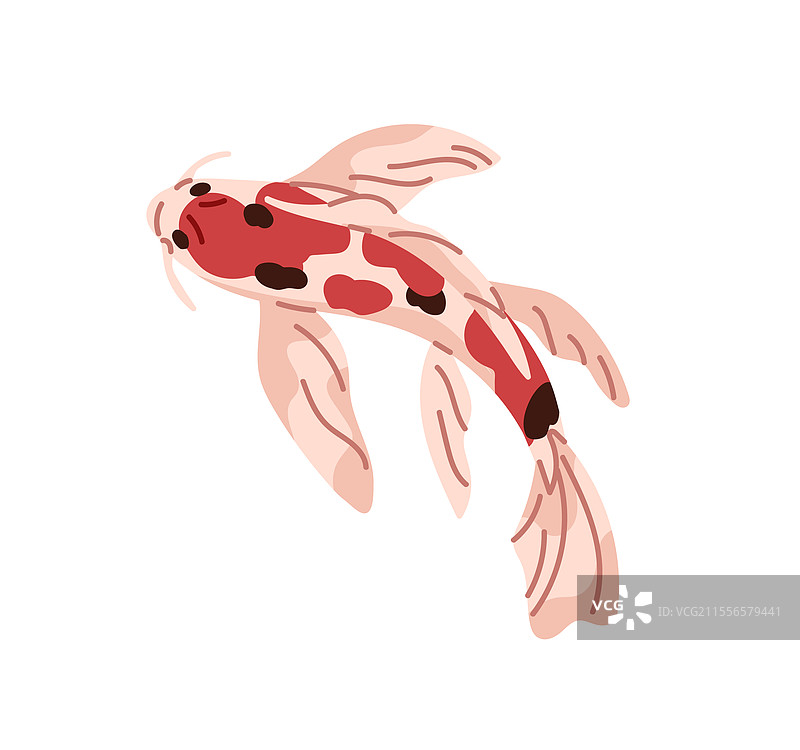 装饰性的日本锦鲤俯视图，图案锦鲤图片素材