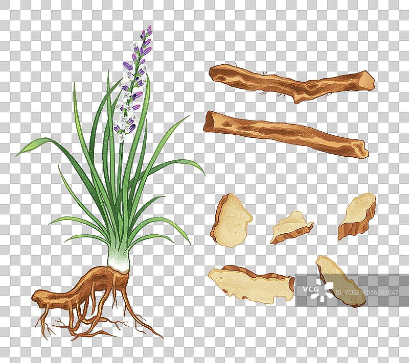 中国传统文化中医养生中草药药材医疗用品之知母图片素材