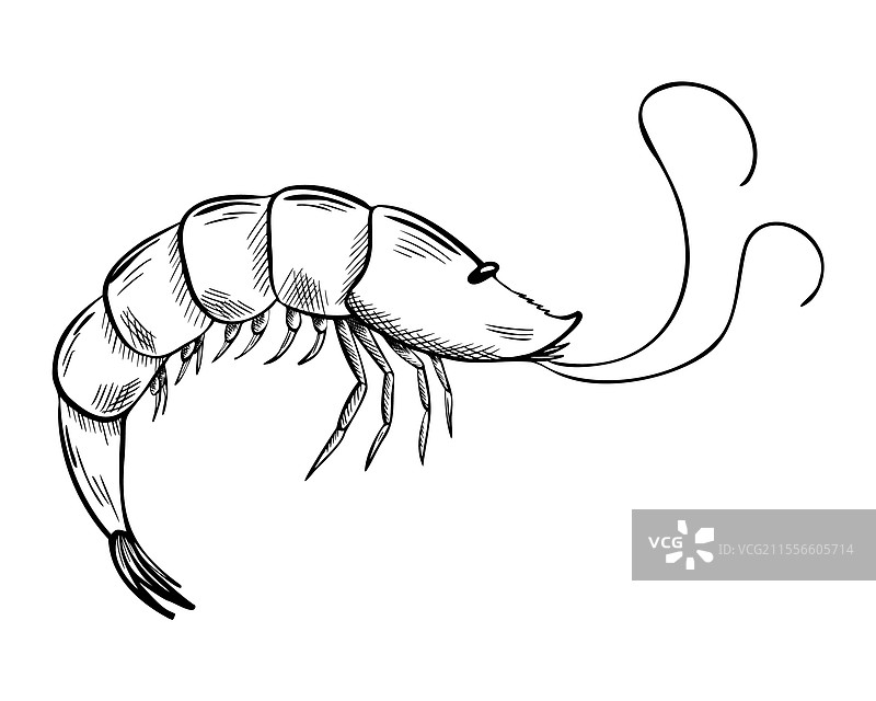 海鲜手部的虾轮廓素描图片素材