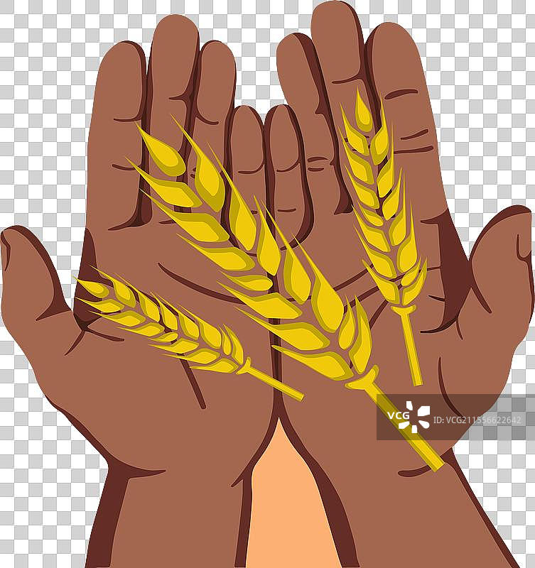 人手握着麦穗图片素材