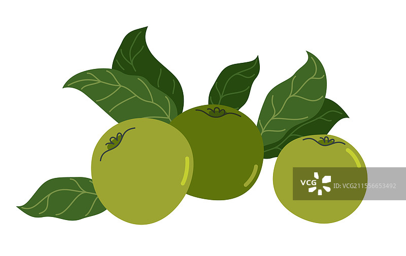 野生绿色新鲜未成熟苹果平面图绘图片素材