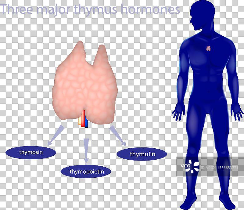 主要的胸腺激素：胸腺素和胸腺生成素图片素材