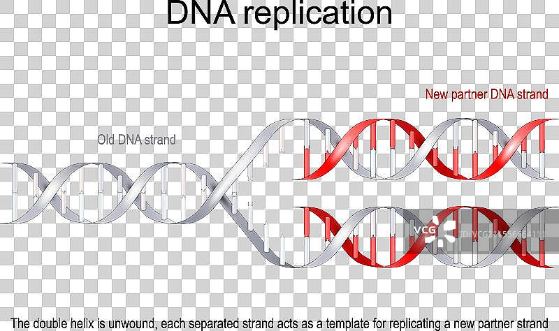 DNA复制图片素材